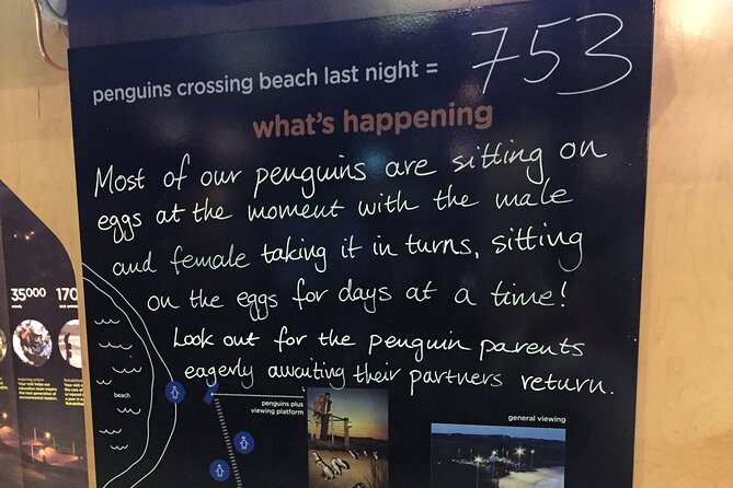 Private custom Penguin Tour with Premium Penguin Tickets - Penguin Parade Plus at sunset: the main event, set up for visibility