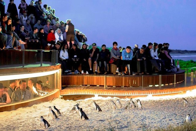 Private custom Penguin Tour with Premium Penguin Tickets - Cape Woolamai and The Nobbies Centre: the coast stops that make the trip bigger