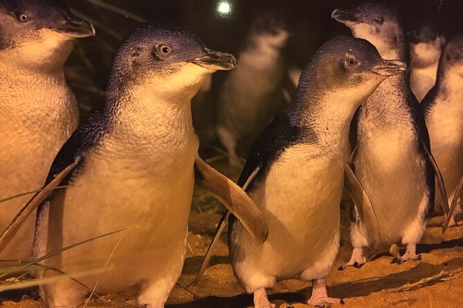 Private custom Penguin Tour with Premium Penguin Tickets - What to wear and how to handle the weather at dusk