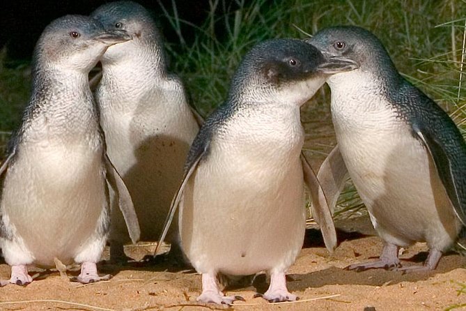 Private custom Tour of Phillip Island With Penguin Parade - Key things that make this tour work