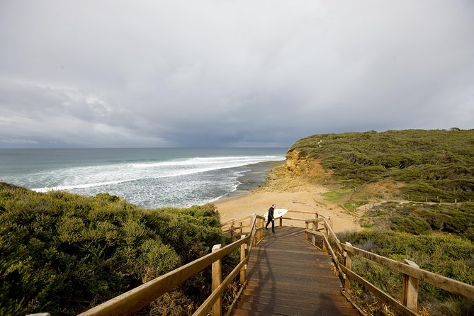 Private Great Ocean Road and Twelve Apostles Tour from Melbourne - Kennett River koala spotting in the wild