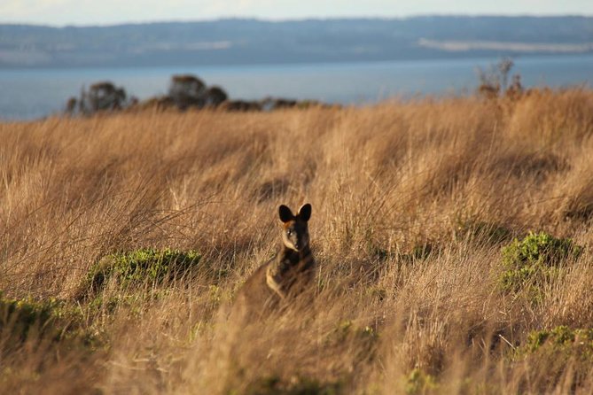 Private Great Ocean Road - The Ultimate Aussie Adventure - Your 8:00 am start and how to pace 11-12 hours
