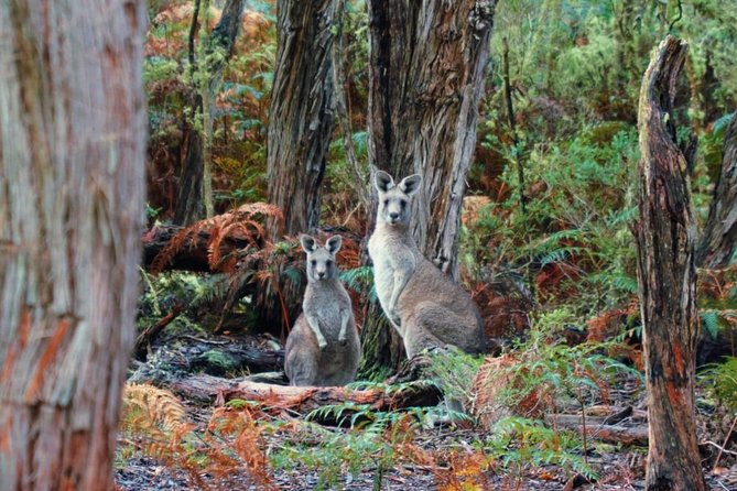 Private Great Ocean Road Tour (overnight option) - Day 2 in Great Otway National Park: rainforest to coffee to icons