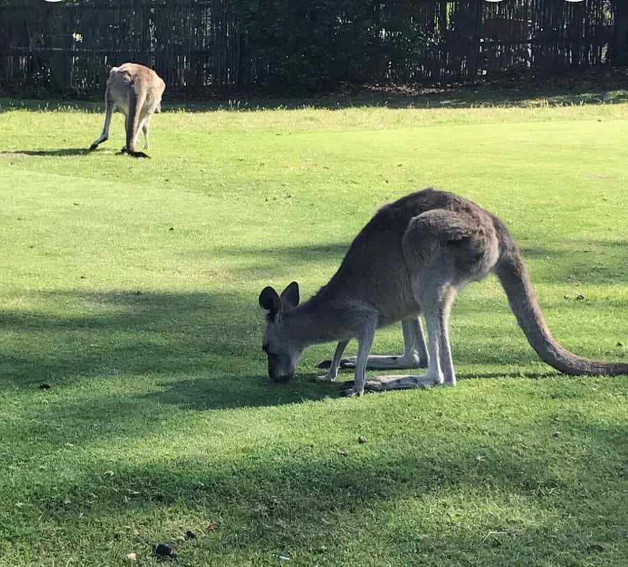 Private Tour: Great Ocean Road - Twelve Apostles - Kennett River koala walk plus Apollo Bay and Dooley’s Ice Cream
