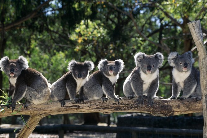 [Private Tour] Healesville Sanctuary Wildlife & Puffing Billy Steam Train - Key highlights worth getting excited about