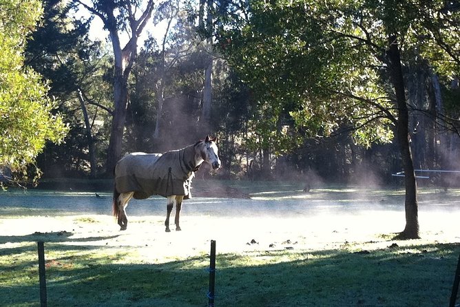 [Private Tour] Healesville Sanctuary Wildlife & Puffing Billy Steam Train - The drive between regions, and why the in-between time matters