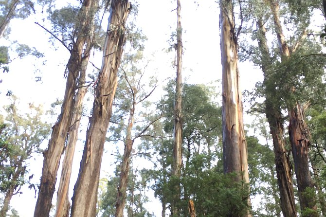 [Private Tour] Healesville Sanctuary Wildlife & Puffing Billy Steam Train - Healesville Sanctuary, close encounters in native bushland