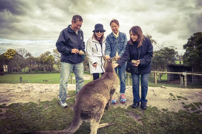 [Private Tour] “Penguin Parade” Phillip Island Tour. - Seal Rock coastal walk for wallabies, penguins, and sea-bird spotting