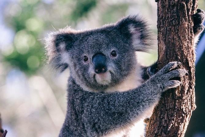 [Private Tour] “Penguin Parade” Phillip Island Tour. - What makes the private setup worth $645.52: tickets, transport, and timing