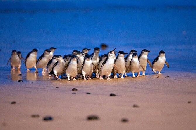 [Private Tour] “Penguin Parade” Phillip Island Tour. - Should you book this Penguin Parade private tour?