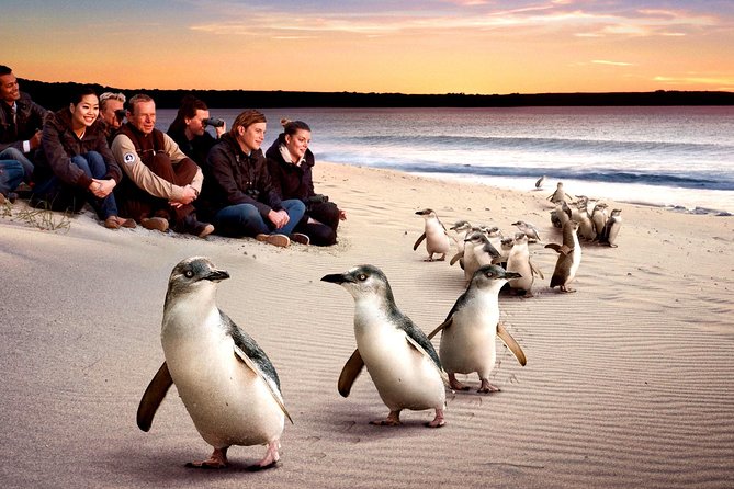 [Private Tour] “Penguin Parade” Phillip Island Tour. - Maru Koala and Animal Park: meet native animals up close