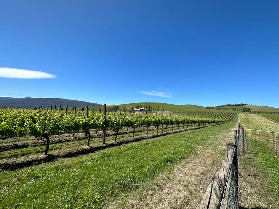 Private Tour: Yarra Valley Wine, Cheese, Gin & Chocolatrie - Private Pickup, Small Group, Real Control of Your Schedule