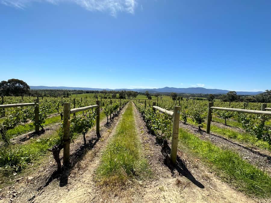 Private Tour: Yarra Valley Wine, Cheese, Gin & Chocolatrie - After Lunch: The Three-Way Fork (More Tasting, Wildlife, or Spirits and Chocolate)