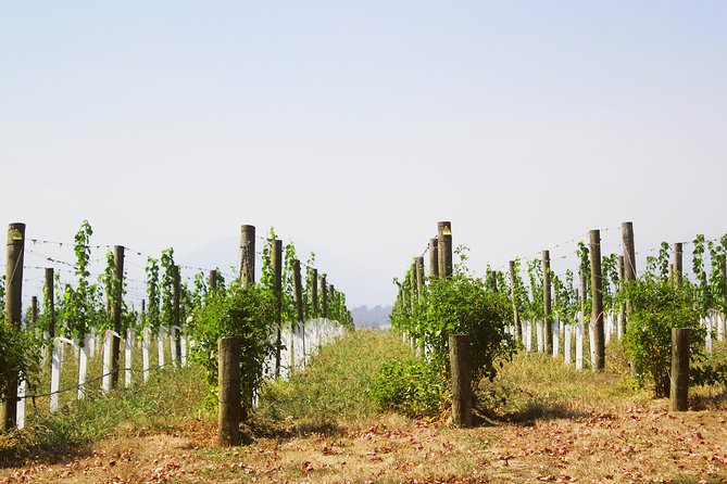 Private Tour: Yarra Valley Wineries with Wine Tastings - Why Yarra Valley Tastes Like a Different Side of Australia