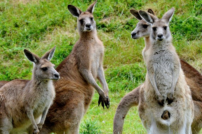 Puffing Billy And Healesville Sanctuary Scenic Tour - Yarra Valley Chocolaterie and Ice Creamery: Tastings with Limited Time