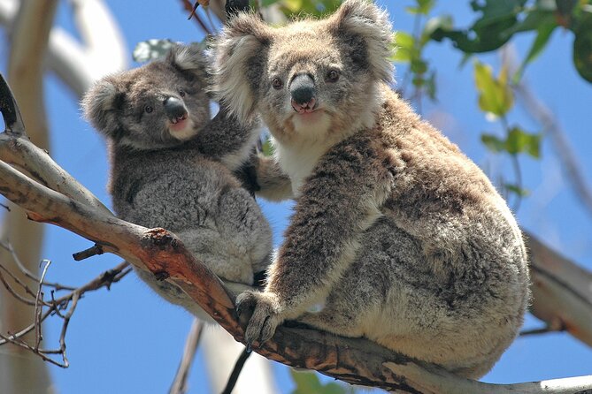 Puffing Billy And Healesville Sanctuary Scenic Tour - The Guide Matters: What You Can Expect from the Commentary