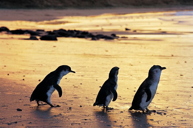 Puffing Billy and Penguin Parade Day Tour From Melbourne - Value check: what $162 includes, and where you’ll still spend money