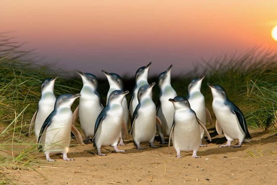 Puffing Billy Penguin Parade Winery Chocolaterie All-in-One - Phillip Island Penguin Parade: what your evening viewing really feels like