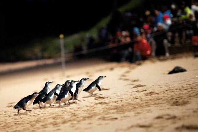 Puffing Billy Steam Train and Penguins Wildlife Tour - Price and Logistics: Is $164.25 Good Value?
