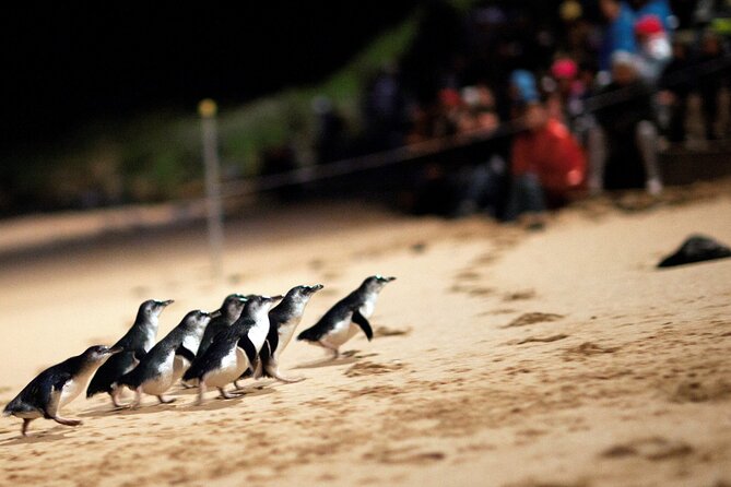 Puffing Billy Tour and Penguin Parade from Melbourne - Melbourne free time and the switch to Phillip Island afternoon mode