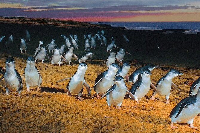 Puffing Billy Train and Phillip Island Penguin Parade Day Tour - Nobbies Cape at Phillip Island: your free viewpoint break