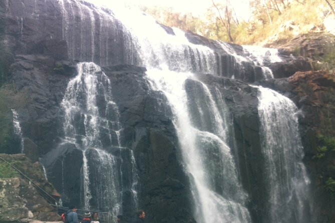 Puffing Billy Train and Phillip Island Penguin Parade Day Tour - Guide style and language: why it matters on this route