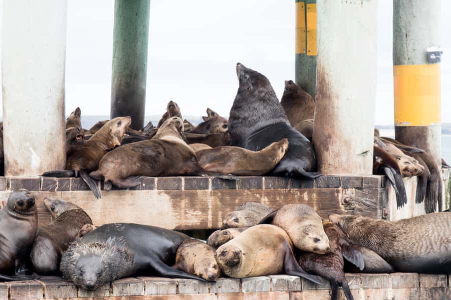 Queenscliff: 1.5hr Harbour Wildlife Sightseeing Cruise Tour - Key things I’d watch for on this cruise