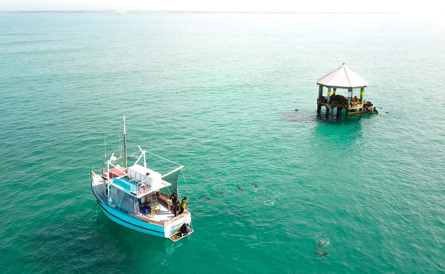 Queenscliff: 1.5hr Harbour Wildlife Sightseeing Cruise Tour - Pope’s Eye and the Port Phillip Heads Marine National Park effect