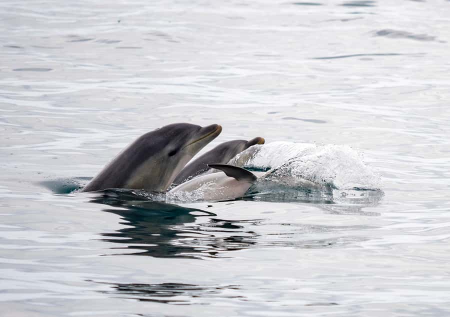 Queenscliff: 1.5hr Harbour Wildlife Sightseeing Cruise Tour - The Queenscliff and Sorrento stories you hear while the coast slides by