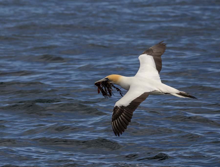 Queenscliff: 1.5hr Harbour Wildlife Sightseeing Cruise Tour - What the 90 minutes really feels like, and why the route may change