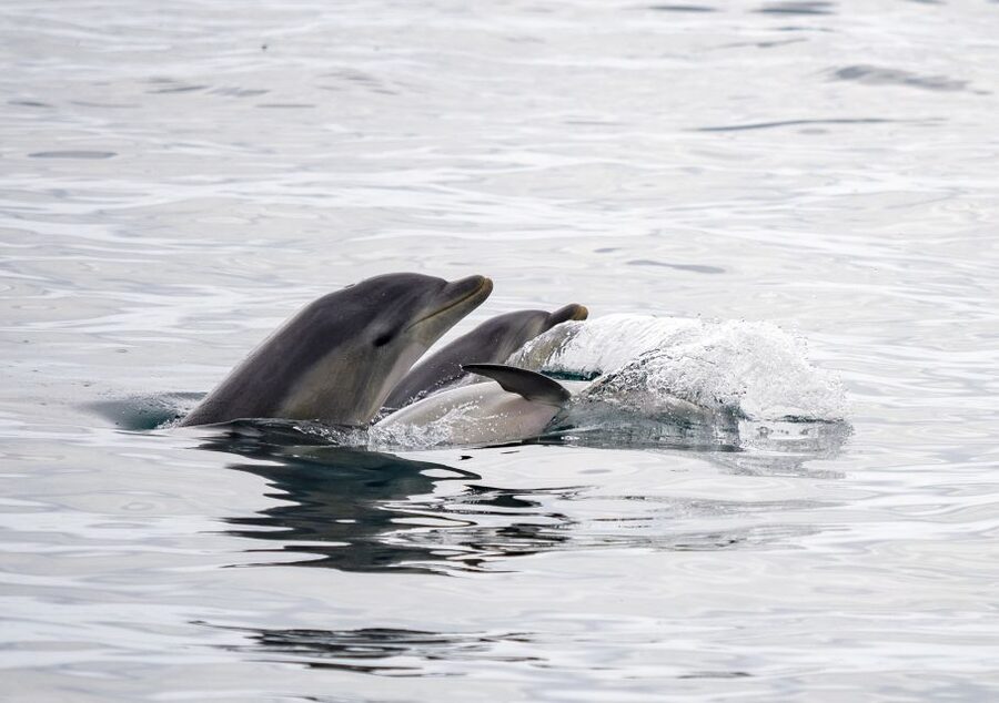 Queenscliff: 1.5hr Harbour Wildlife Sightseeing Cruise Tour - Should you book this Queenscliff Harbour Wildlife Sightseeing Cruise?