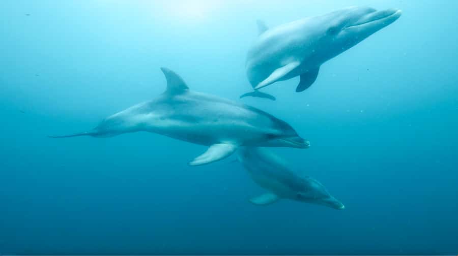 Queenscliff Harbour: 3.5hr Seal & Dolphin Snorkelling Tour - Key things to know before you go