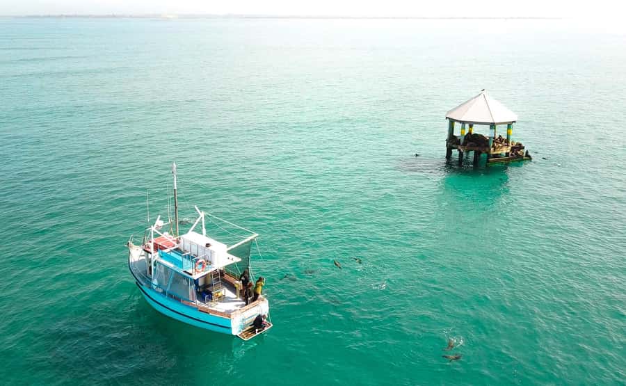 Queenscliff Harbour: 3.5hr Seal & Dolphin Snorkelling Tour - Why Queenscliff Harbour is a great place to swim in Port Phillip Bay