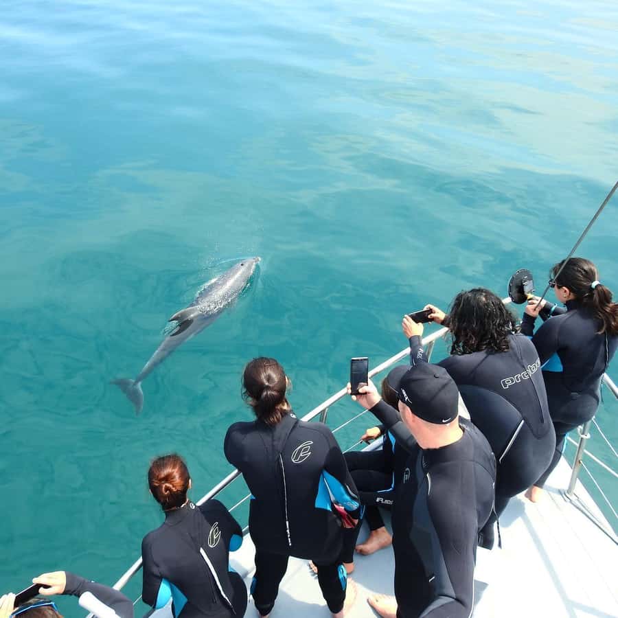 Queenscliff Harbour: 3.5hr Seal & Dolphin Snorkelling Tour - What swimming with seals is really like