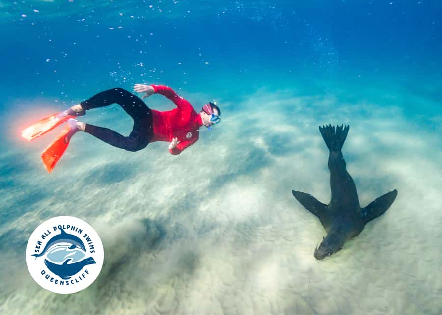 Queenscliff Harbour: 3.5hr Seal & Dolphin Snorkelling Tour - Dolphins: how to set expectations so you enjoy the day either way
