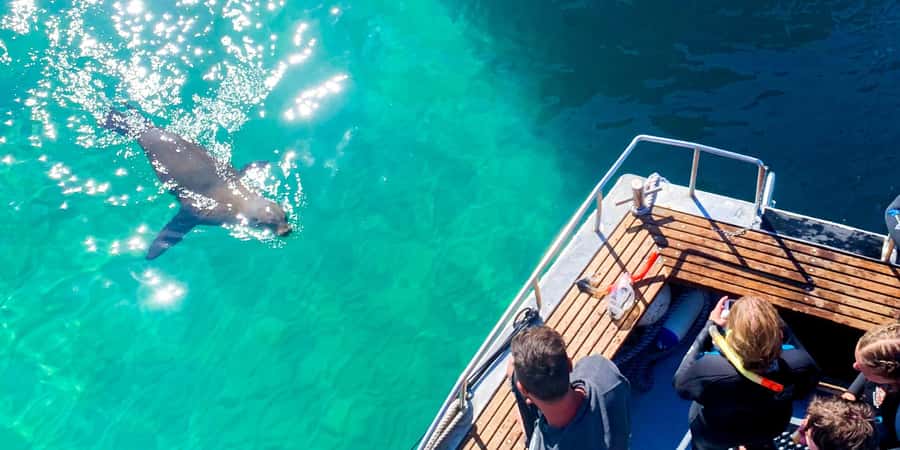 Queenscliff Harbour: 3.5hr Seal & Dolphin Snorkelling Tour - Rooftop views, hammocks, and learning about the bay