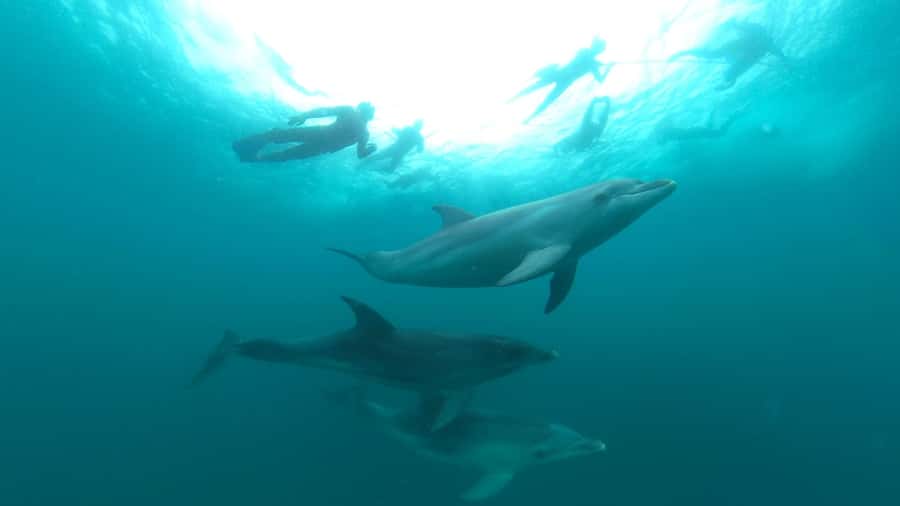 Queenscliff Harbour: 3.5hr Seal & Dolphin Snorkelling Tour - Price and value at $148 per person