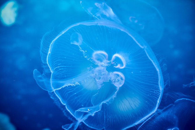 SEA LIFE Melbourne Aquarium Admission Ticket - Key highlights you should care about