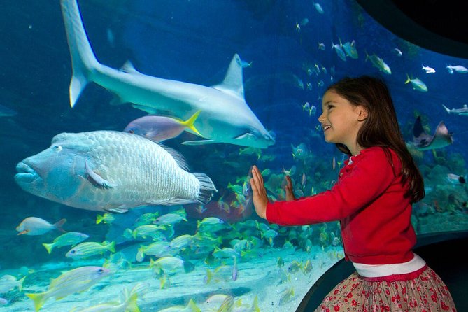 SEA LIFE Melbourne Aquarium Admission Ticket - Feedings and talks: what the included expert moments really add