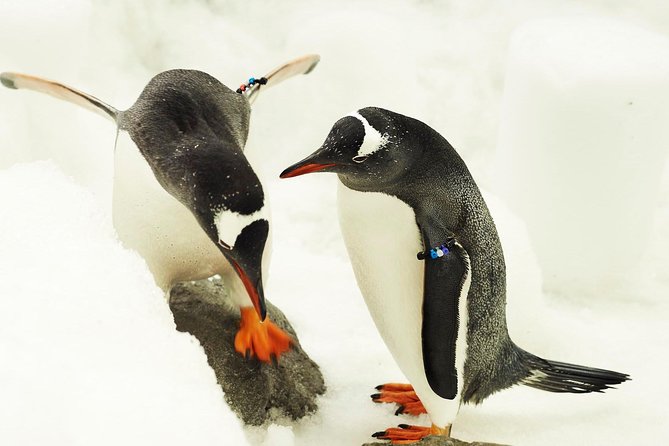 SEA LIFE Melbourne Aquarium Admission Ticket - Price and value: is $27.97 worth it for 90 minutes?
