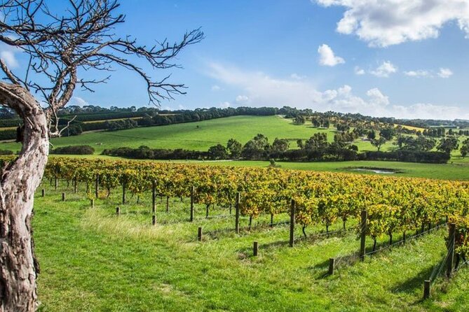 Shore Excursion Melbourne, Sights, Kangaroos, Koalas Lunch & Wine - What to Pack for a Comfort First Shore Day