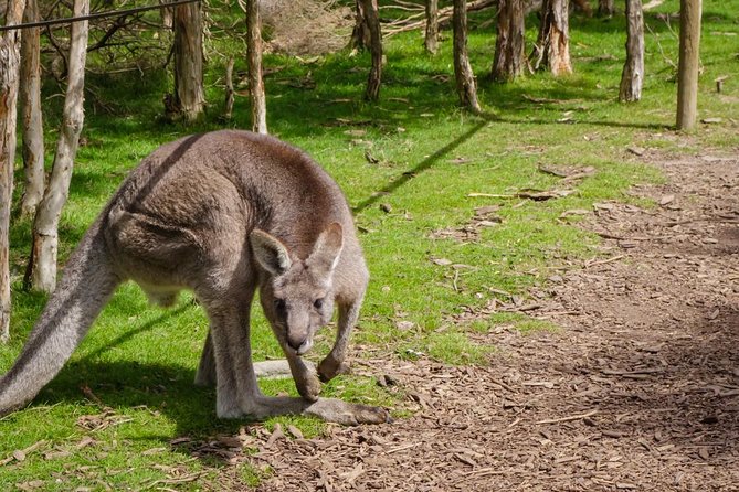 Shore Excursion Melbourne, Sights, Kangaroos, Koalas Lunch & Wine - Moonlit Sanctuary for Kangaroos, Koalas, and Ranger Time
