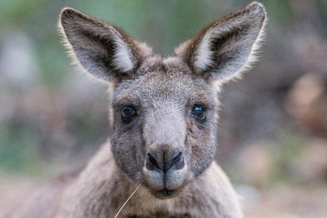 Small-Group Grampians Great Wildlife Escape Day Trip with Hiking - Key things that make this tour work well