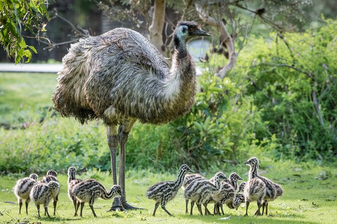 Small-Group Grampians Great Wildlife Escape Day Trip with Hiking - Entering Grampians National Park: 5 hours of time where wildlife can show up