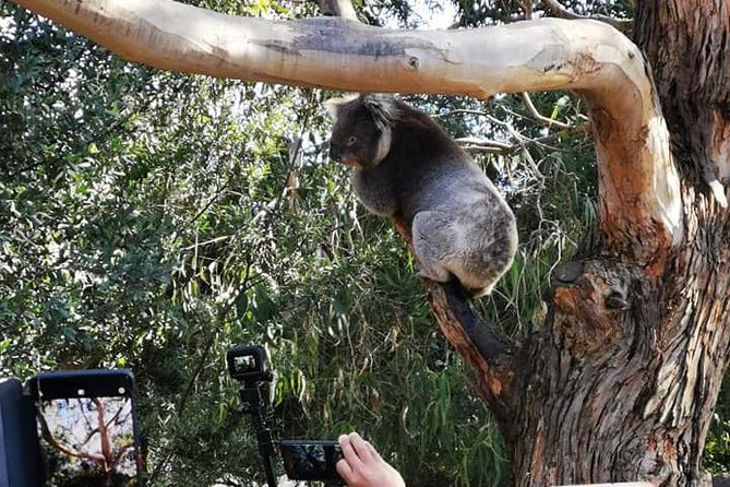 Small-Group Great Ocean Road Day Trip from Melbourne - Great Otway National Park and Great Ocean Road Ecolodge time