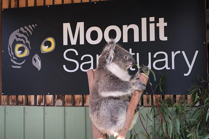 Small-Group Phillip Island Afternoon Day Trip from Melbourne - Value for $150.01: why the price can make sense