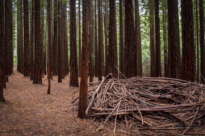 Small Group Yarra Valley: Redwoods Forest & Premium Wine Tour - Key Highlights Worth Planning For