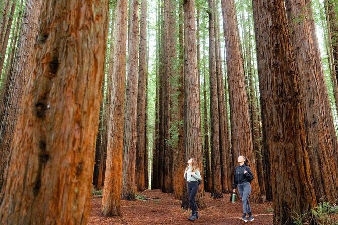 Small Group Yarra Valley: Redwoods Forest & Premium Wine Tour - A Small-Group Yarra Valley Day That Stays Relaxed