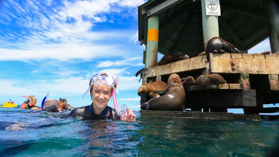 Sorrento: Dolphins & Seals Snorkeling Cruise w/ Lunch - Key things to know before you go