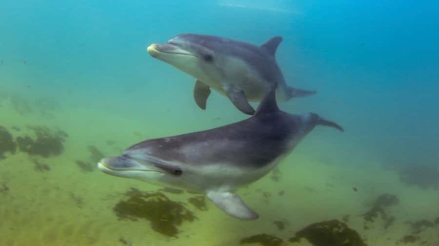 Sorrento: Dolphins & Seals Snorkeling Cruise w/ Lunch - Moonraker boarding at Sorrento Pier: where the “gear up” happens